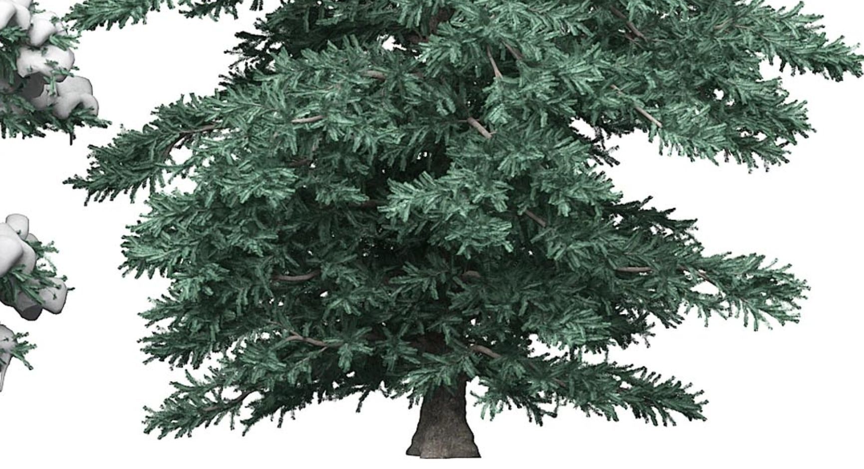 Spruce 1 two pine trees 3D model_2