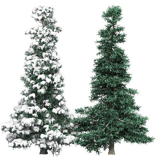 Spruce 2 two pine trees 3D model