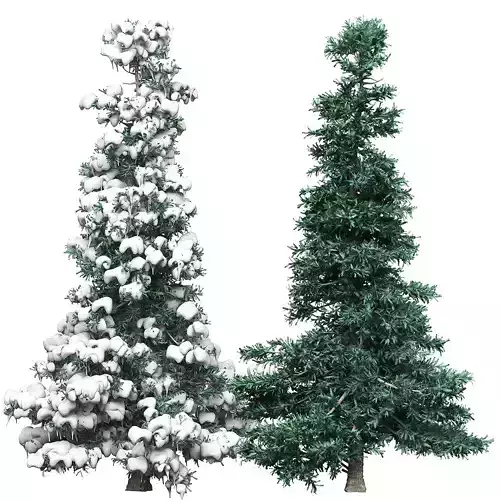 Spruce 2 two pine trees 3D model