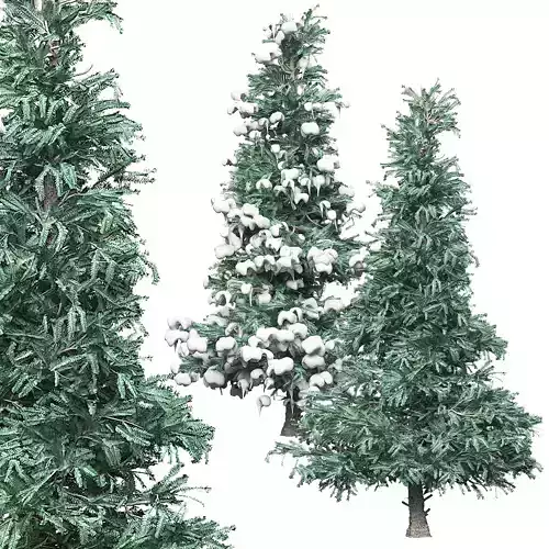 Spruce 3 two fir trees 3D model