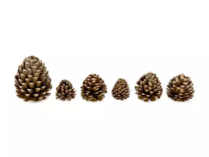 Realistic low-poly fircone models Low-poly 3D model