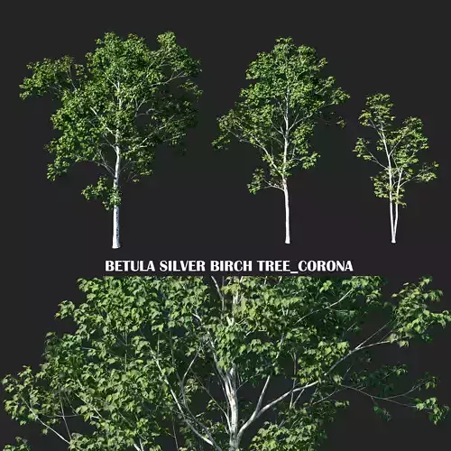 Betula Silver Birch tree Low-poly 3D model