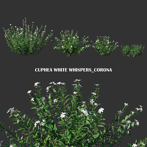 Cuphea White Whispers plant Low-poly 3D model