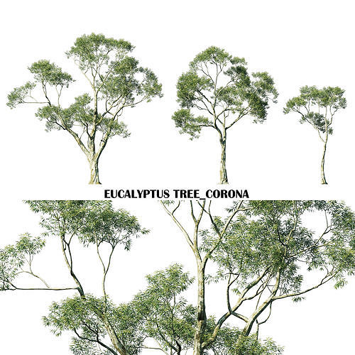Eucalyptus tree Low-poly 3D model