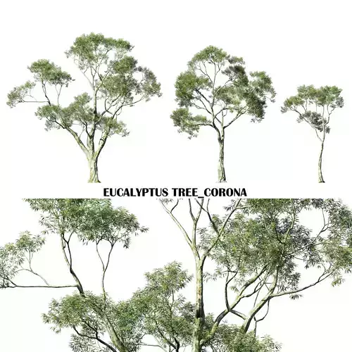 Eucalyptus tree