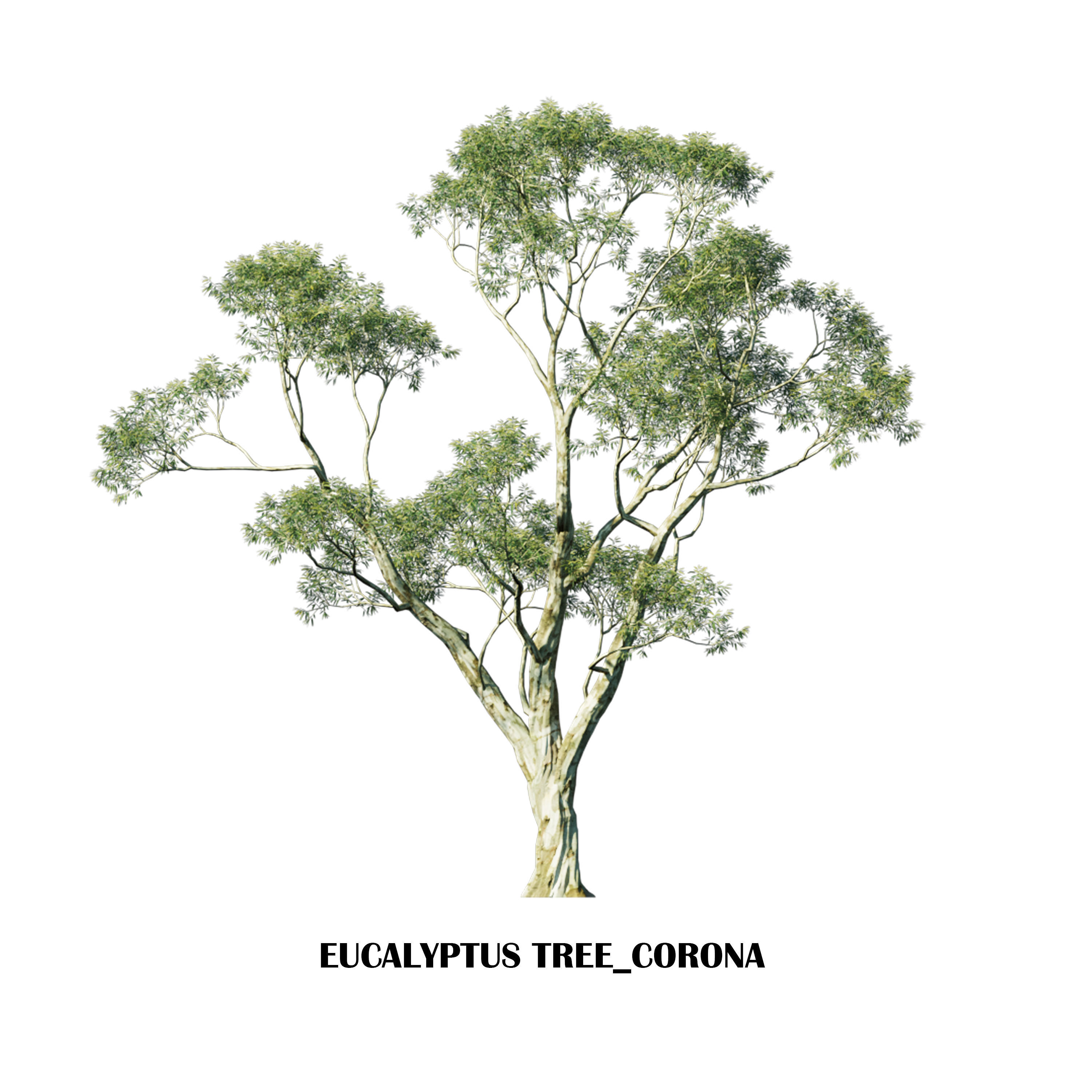 Eucalyptus tree Low-poly 3D model_1