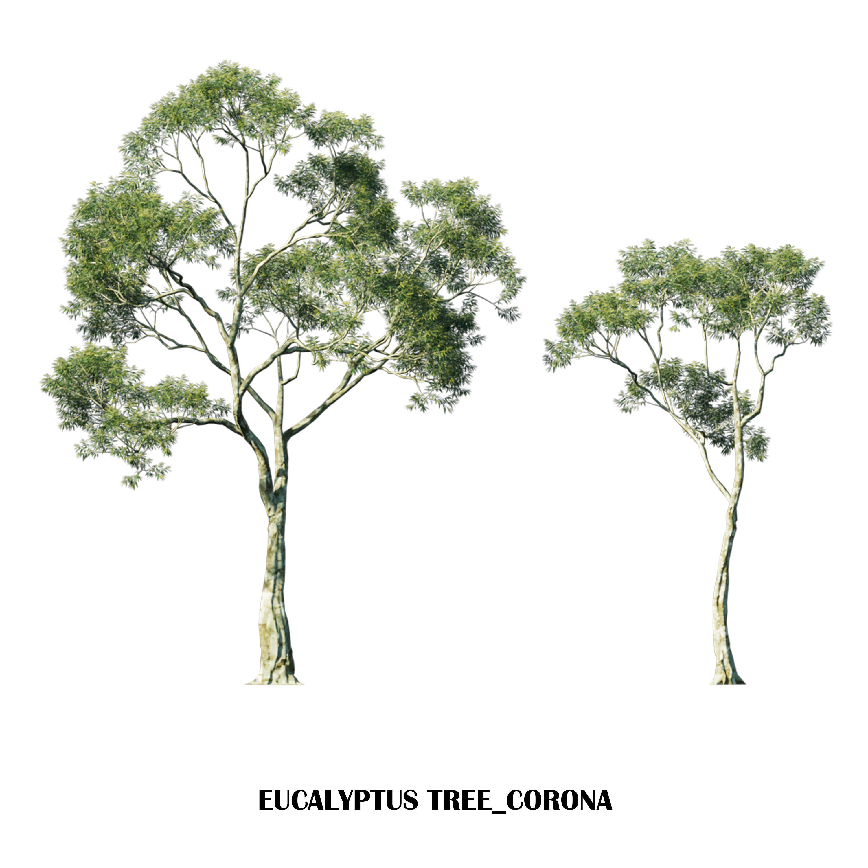 Eucalyptus tree Low-poly 3D model_2