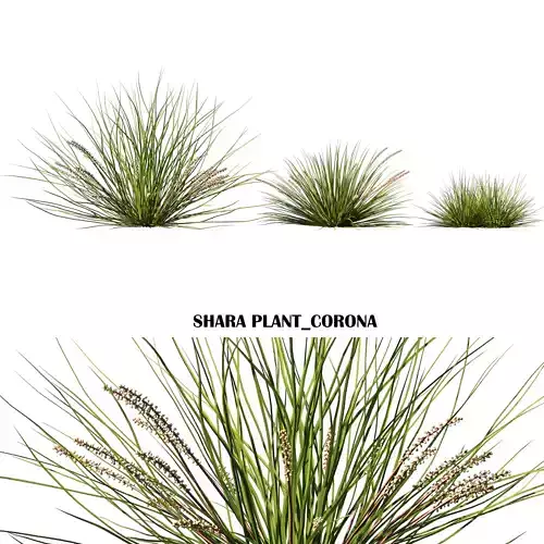 Lomandra fluviatilis Shara plant