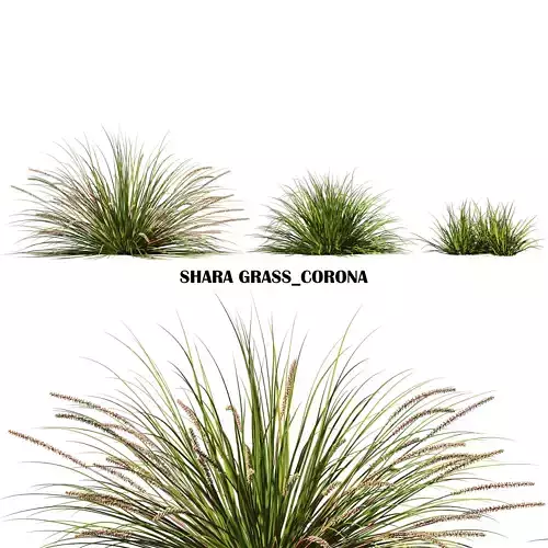 Lomandra fluviatilis Shara grass Low-poly 3D model