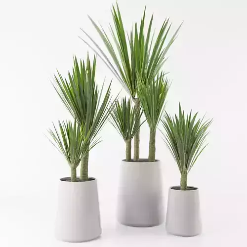 Palm collection three plants pots