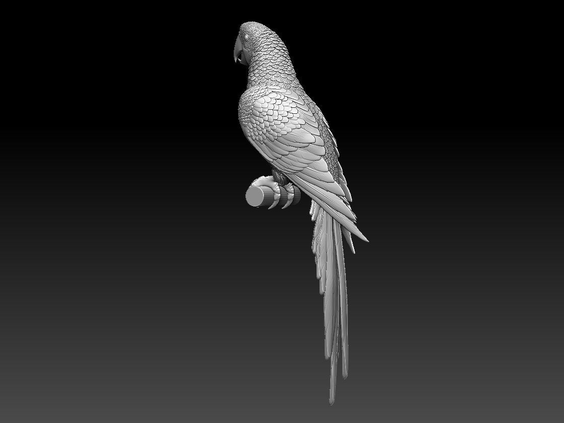 parrot perched on branch 3D print model_4