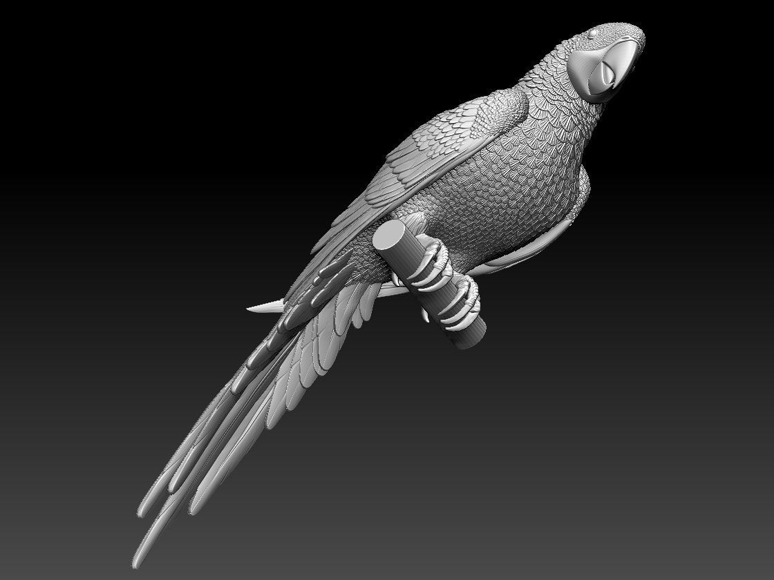 parrot perched on branch 3D print model_6
