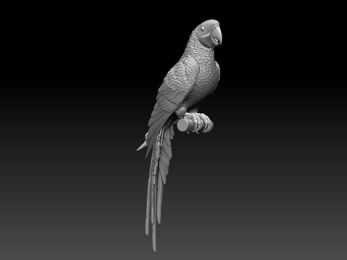 parrot perched on branch 3D print model_7