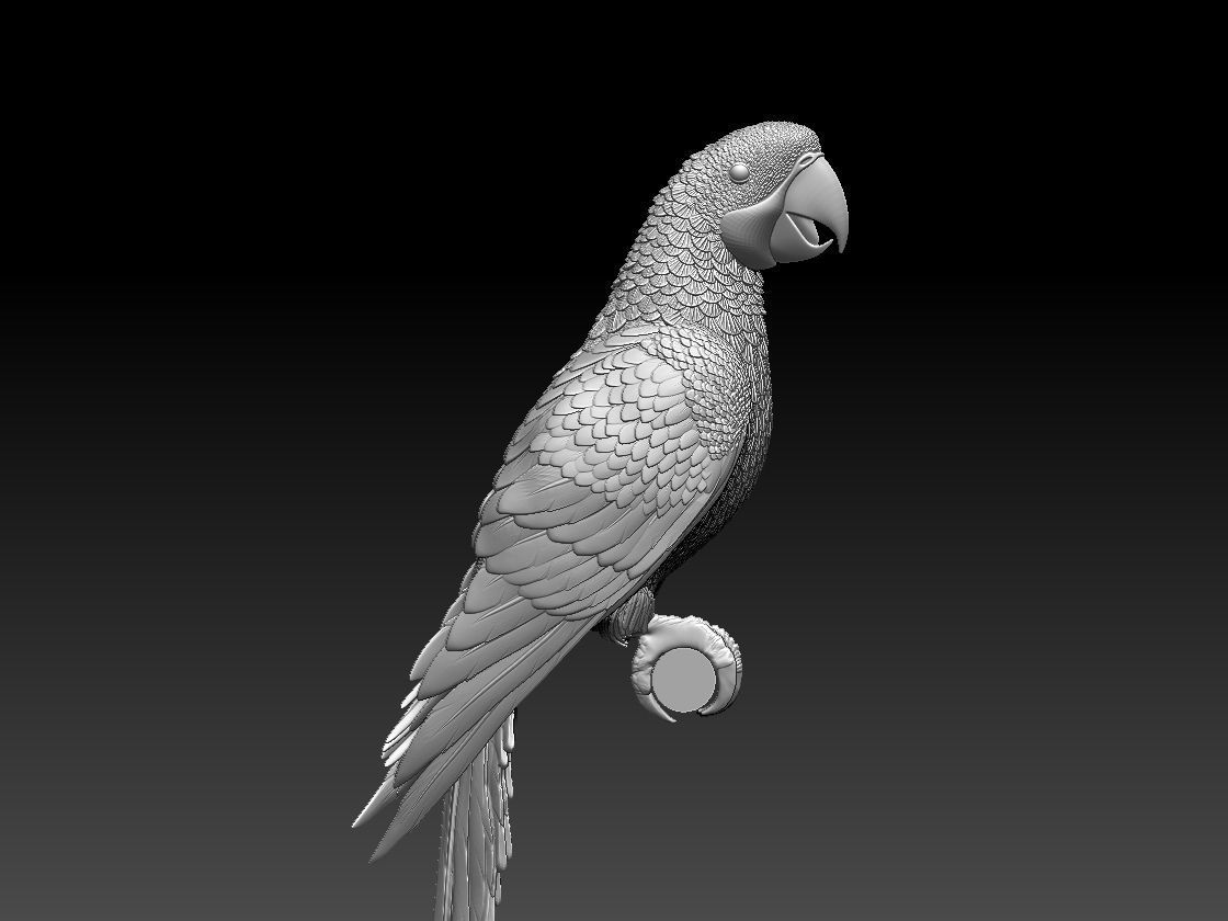 parrot perched on branch 3D print model_14