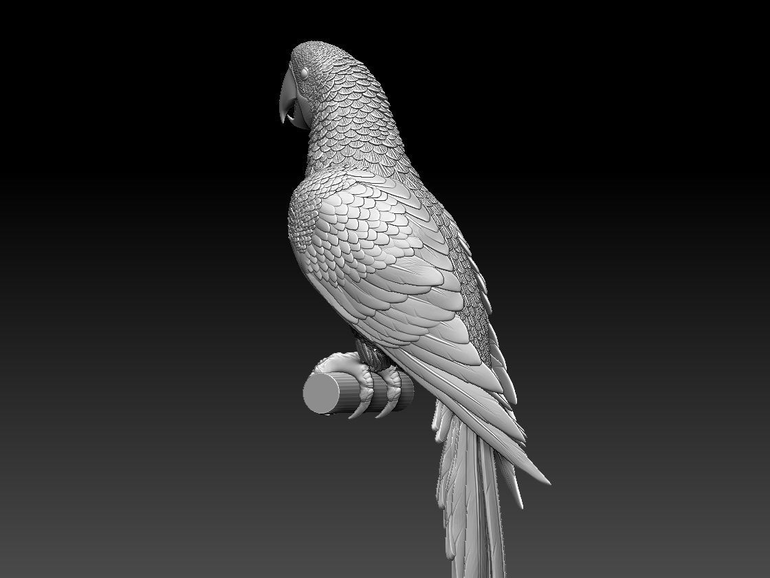 parrot perched on branch 3D print model_2