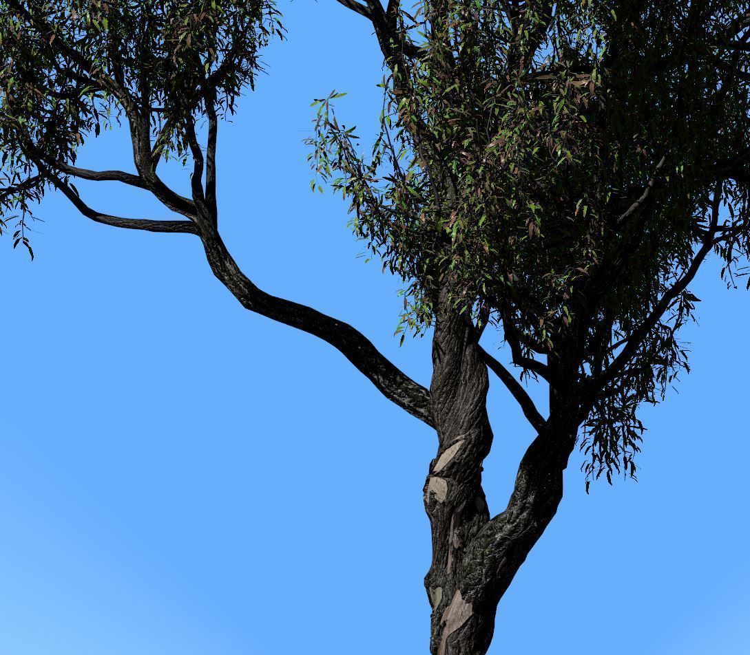 American Chestnut Tree 001 - Castanea Dentata  3D model_2