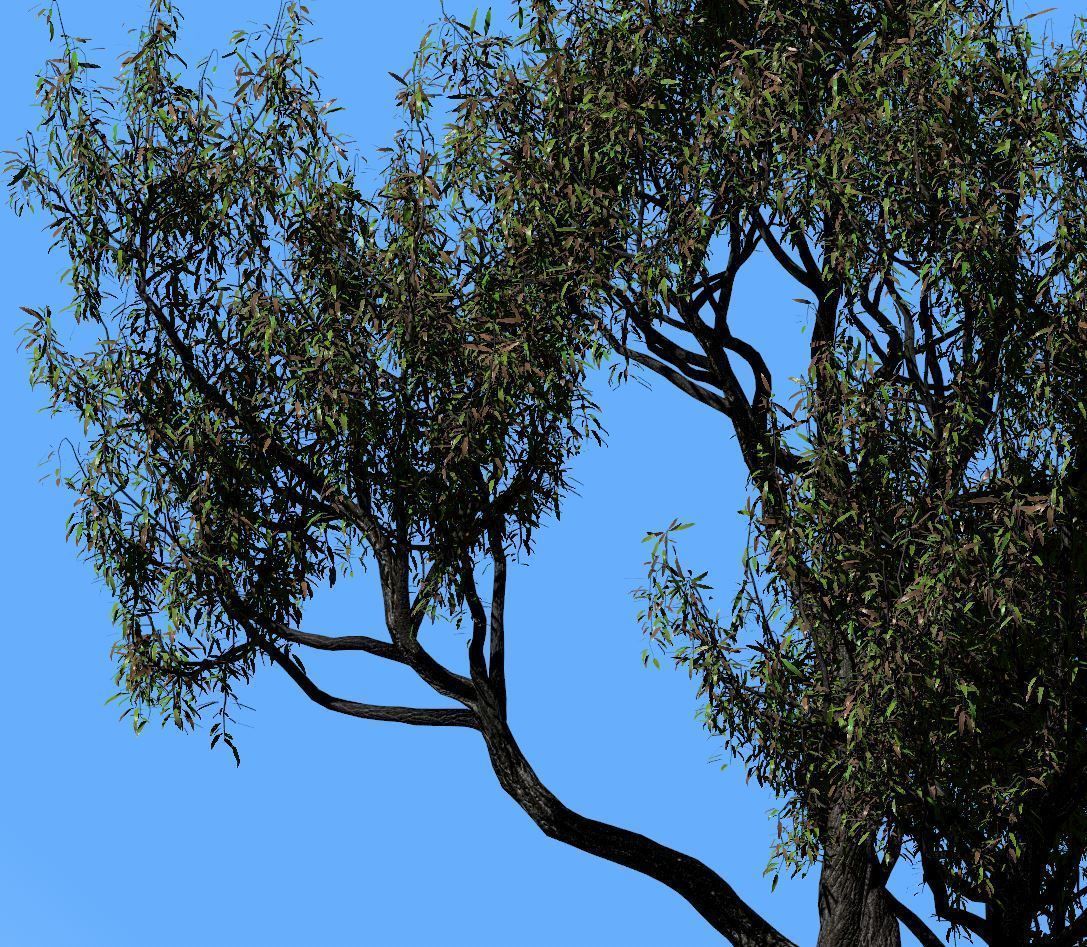 American Chestnut Tree 001 - Castanea Dentata  3D model_3