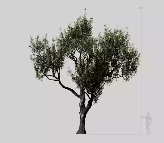 American Chestnut Tree 001 - Castanea Dentata  3D model