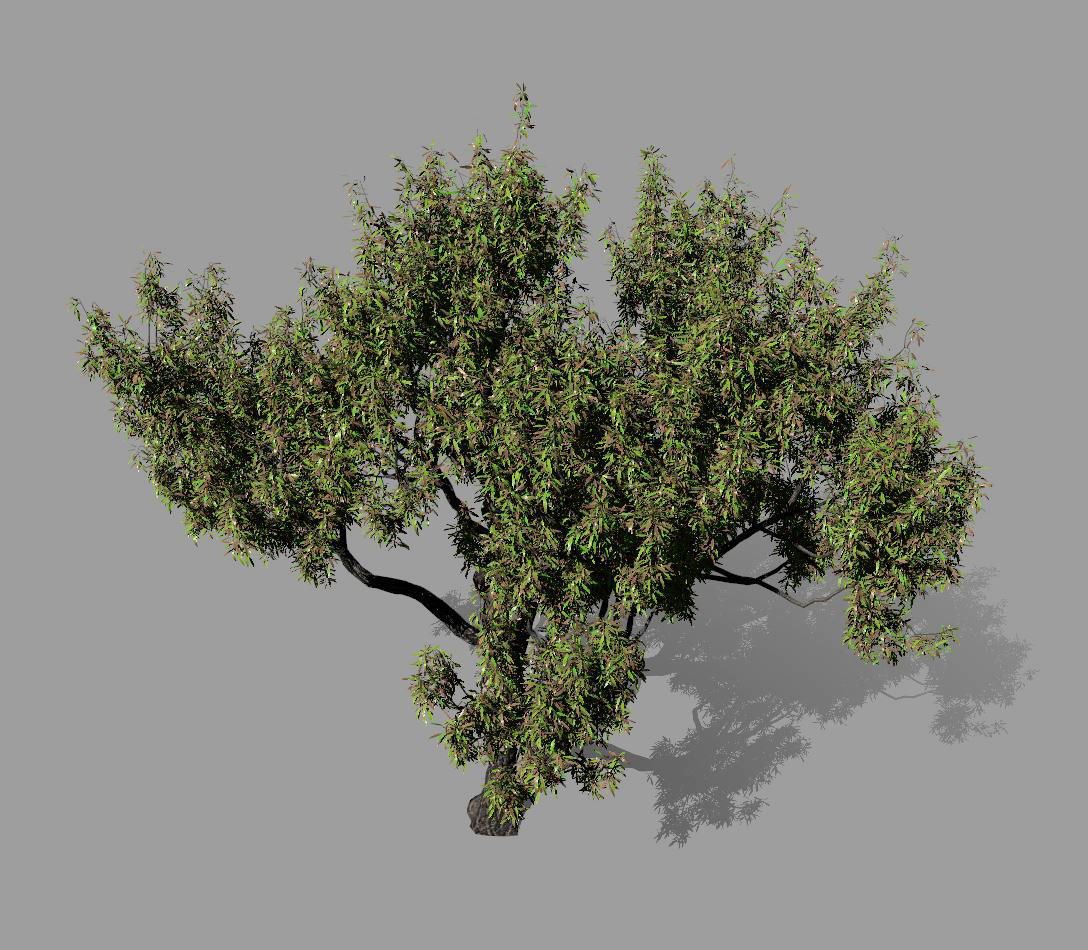American Chestnut Tree 001 - Castanea Dentata  3D model_6