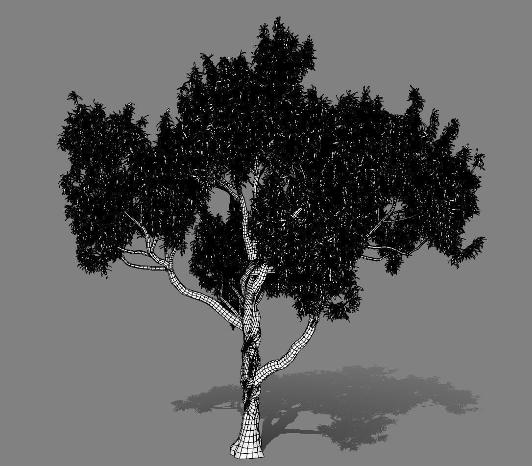 American Chestnut Tree 001 - Castanea Dentata  3D model_10