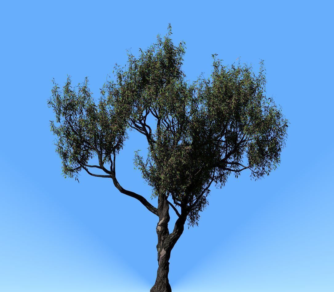 American Chestnut Tree 001 - Castanea Dentata  3D model_1