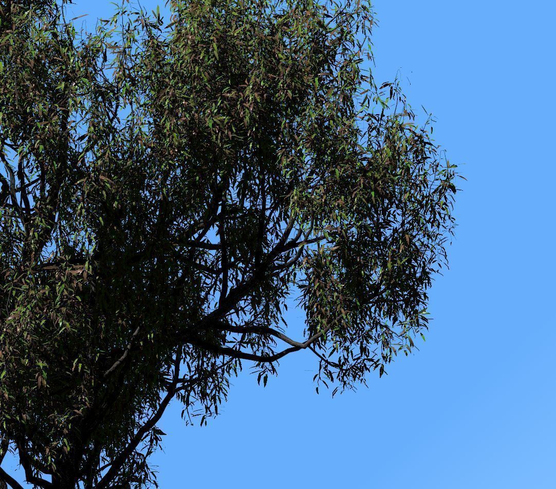 American Chestnut Tree 001 - Castanea Dentata  3D model_4