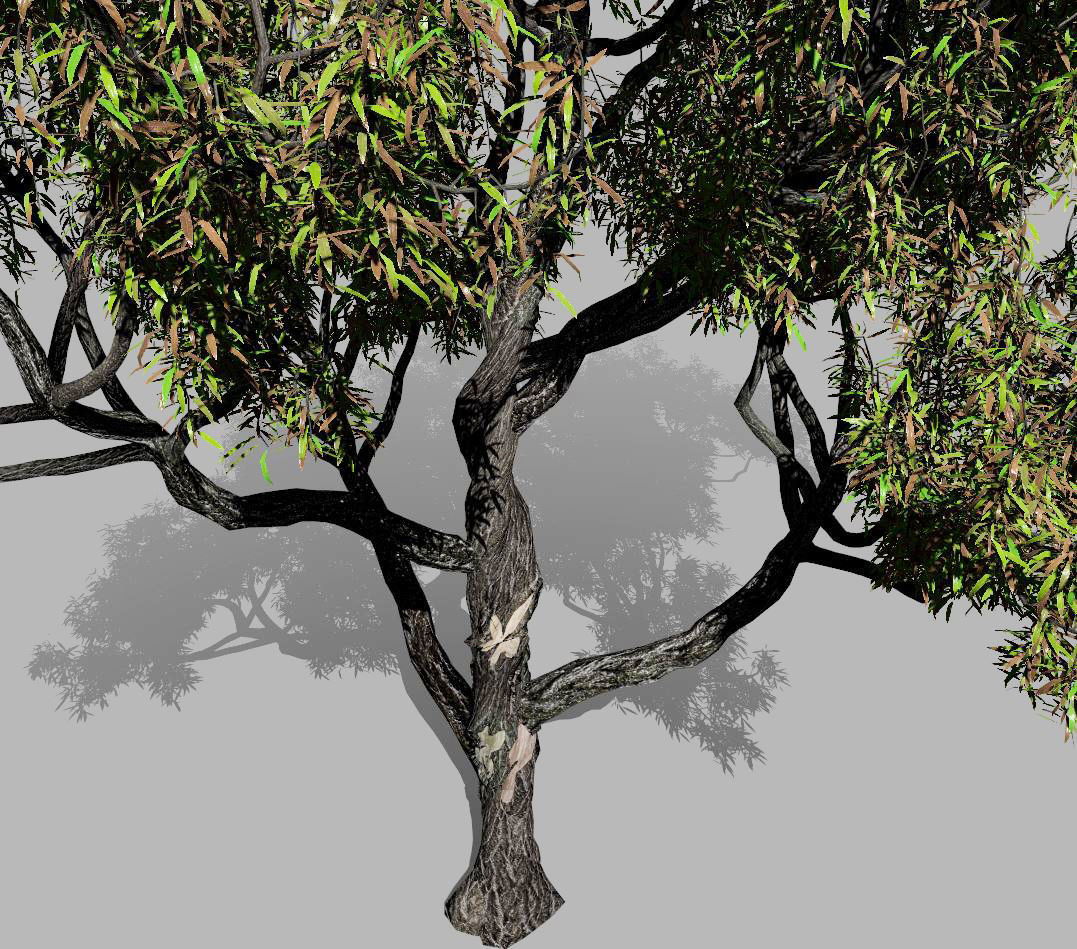 American Chestnut Tree 001 - Castanea Dentata  3D model_8