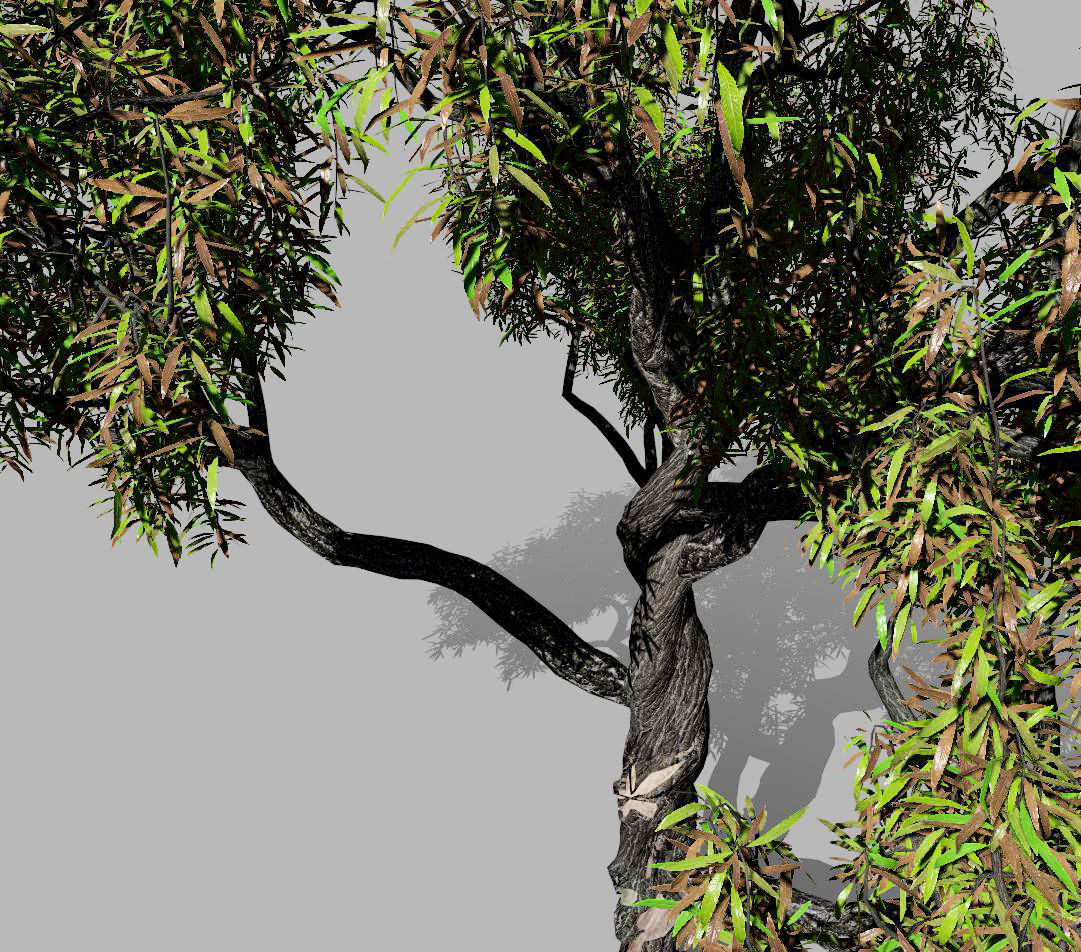 American Chestnut Tree 001 - Castanea Dentata  3D model_9