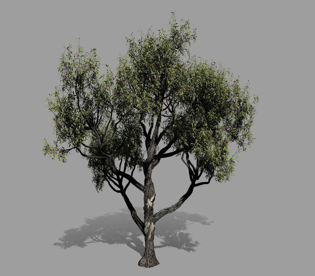 American Chestnut Tree 001 - Castanea Dentata  3D model_5