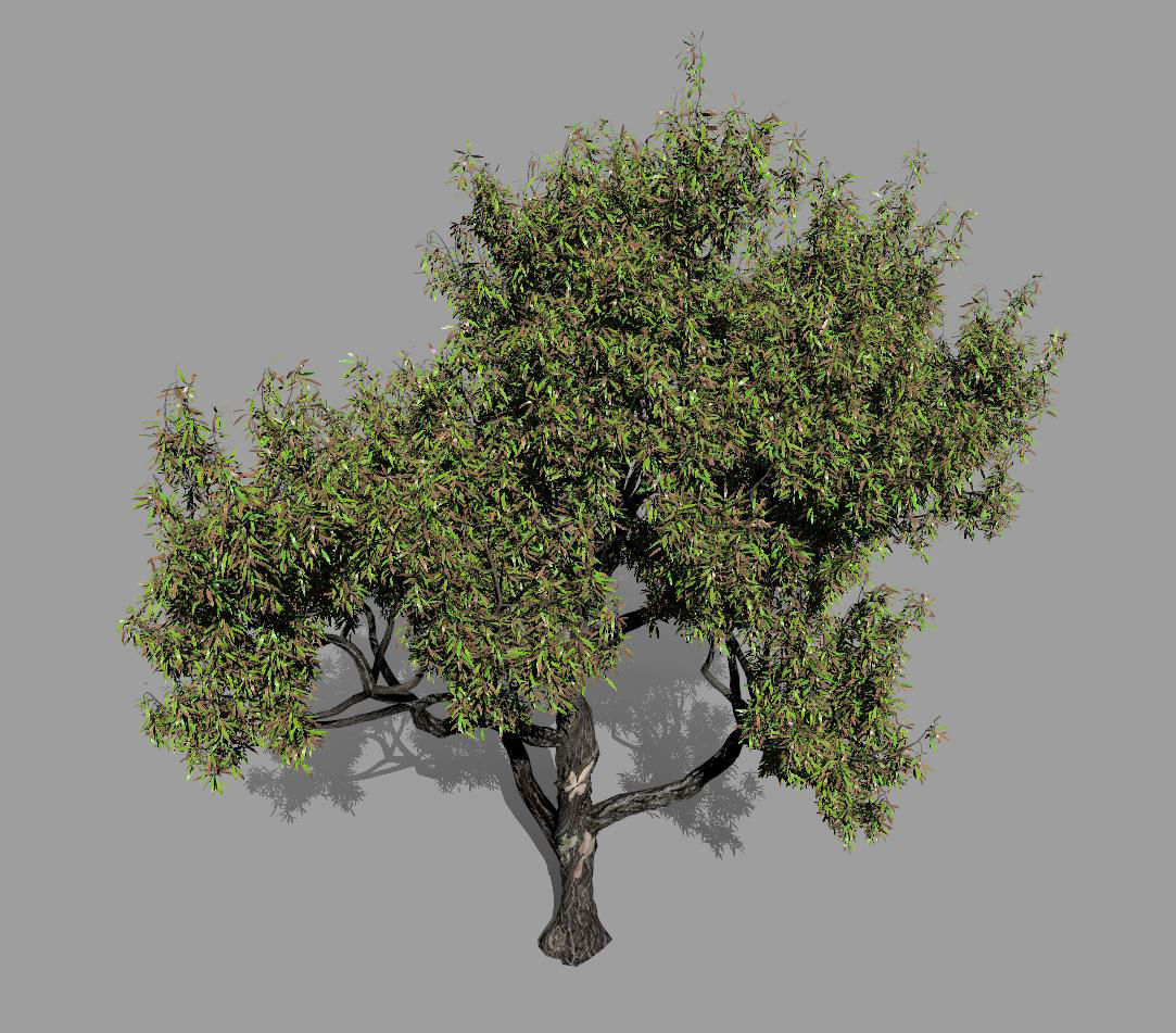 American Chestnut Tree 001 - Castanea Dentata  3D model_7
