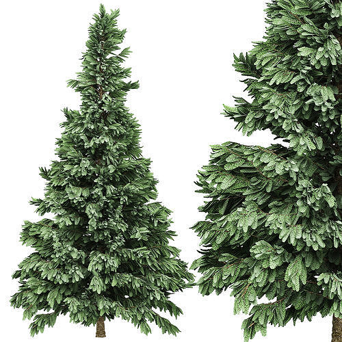 Spruce 6 two pine trees 3D model
