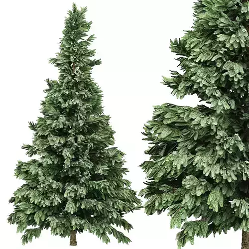 Spruce 6 two pine trees 3D model