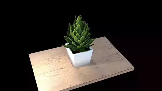 Decorative Pot Plant