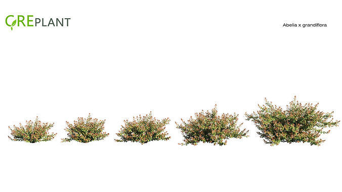 Abelia x grandiflora Low-poly 3D model