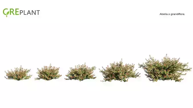 Abelia x grandiflora