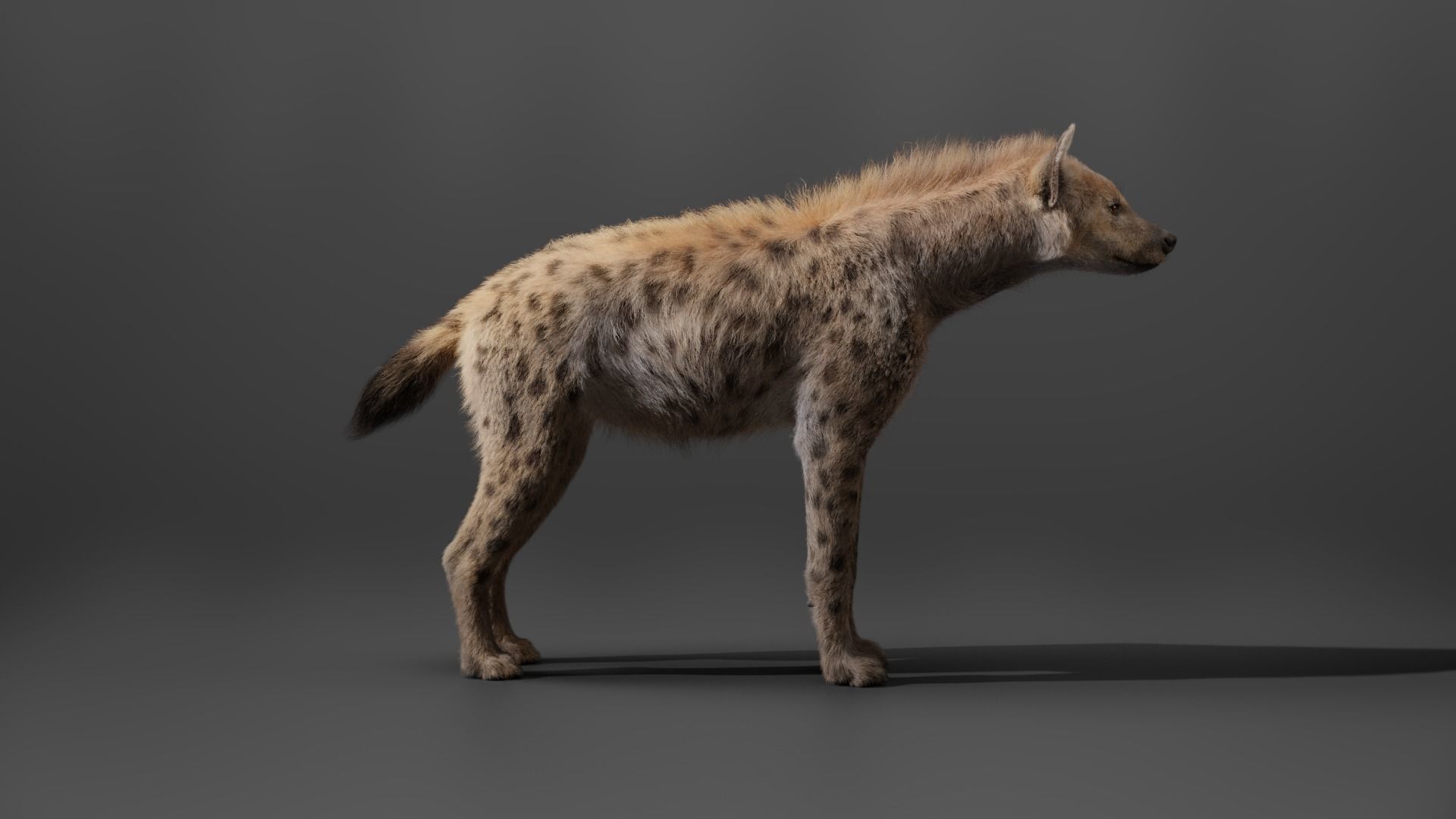 Spotted Hyena Animated 3D model_11