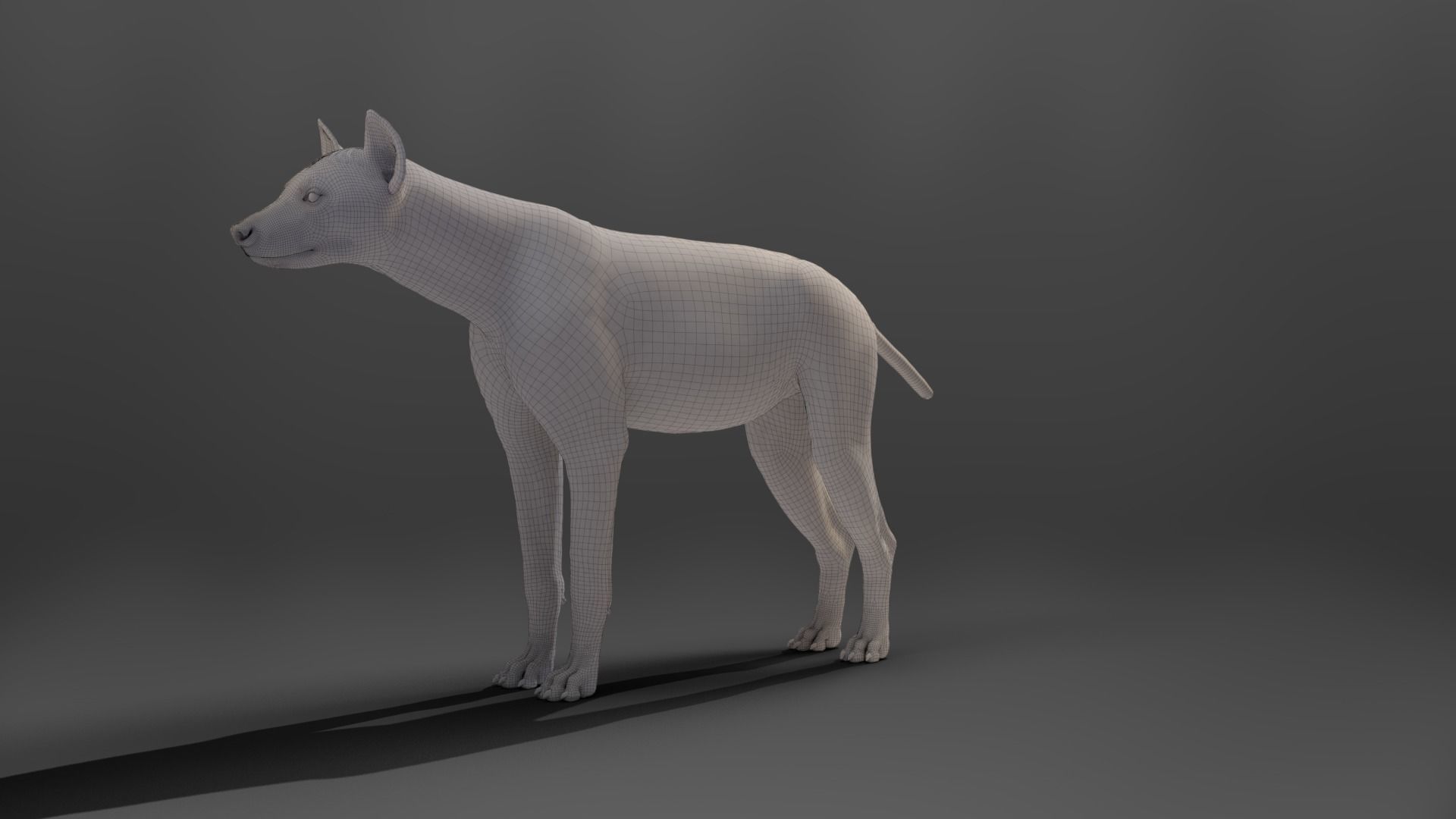 Spotted Hyena Animated 3D model_18
