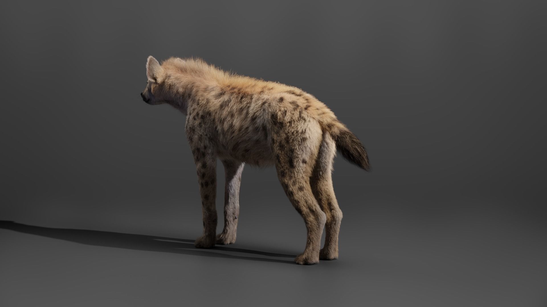 Spotted Hyena Animated 3D model_14