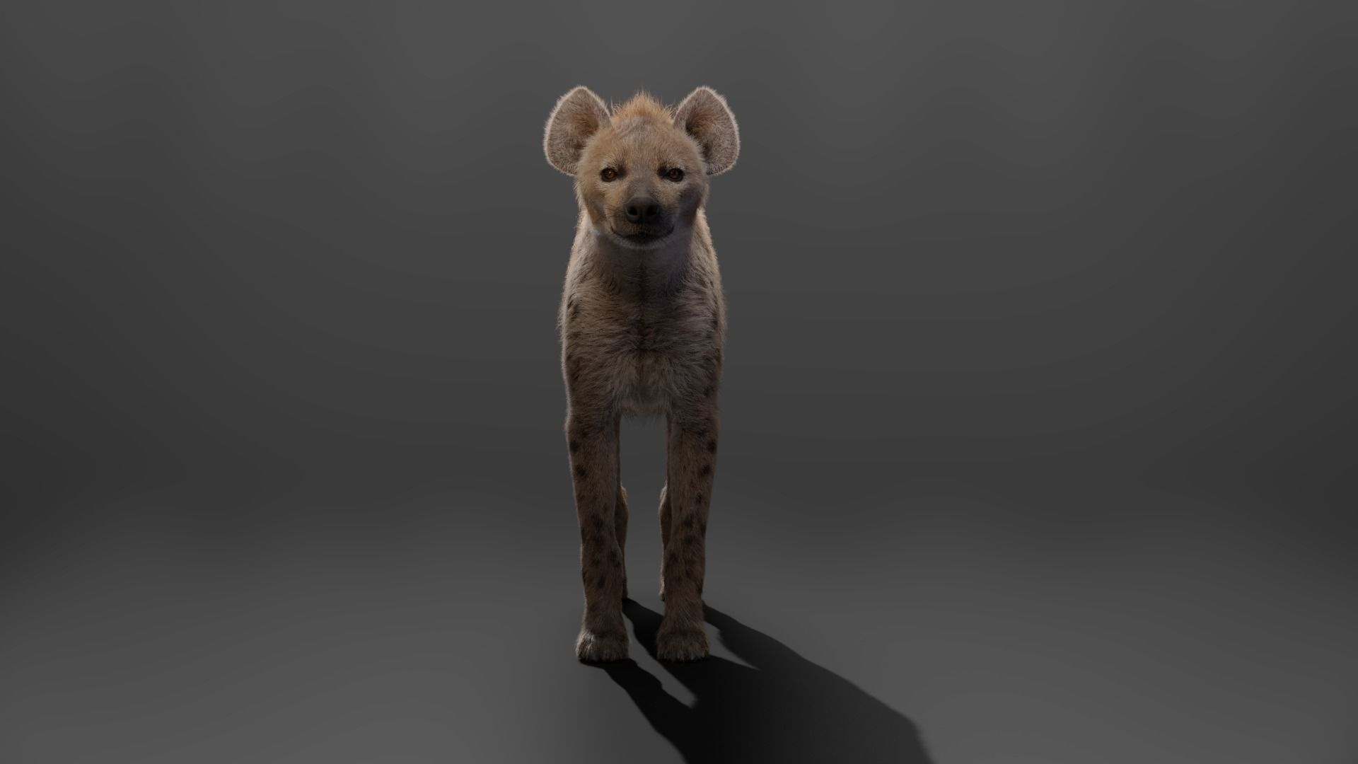 Spotted Hyena Animated 3D model_13