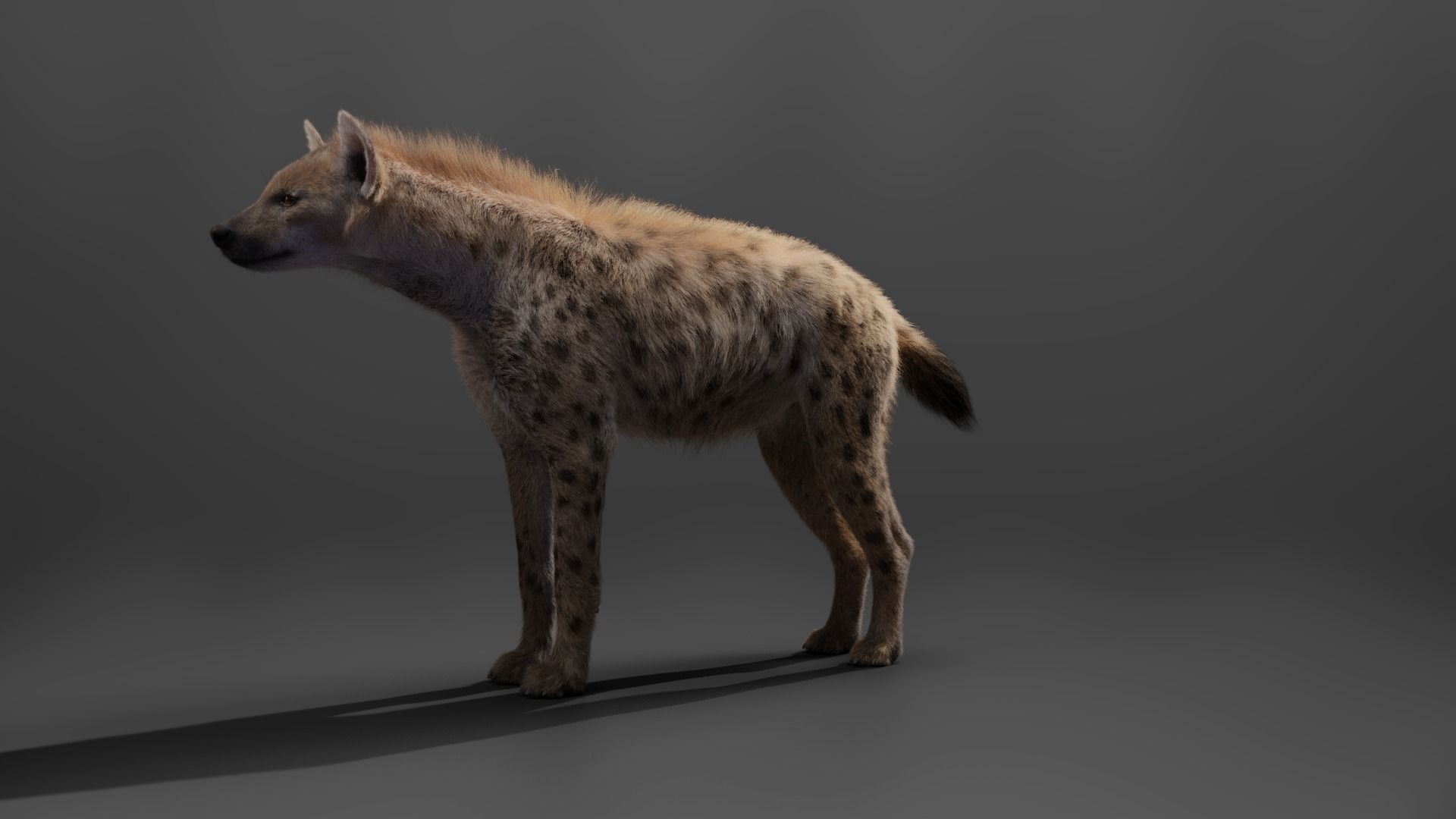 Spotted Hyena Animated 3D model_9