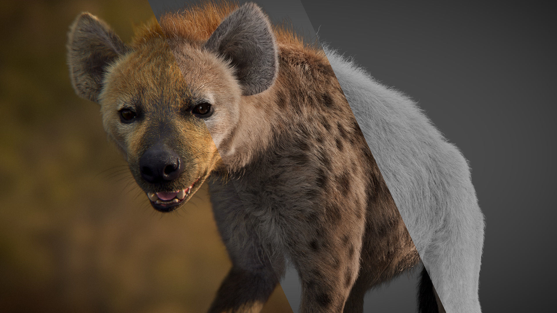 Spotted Hyena Animated 3D model_5