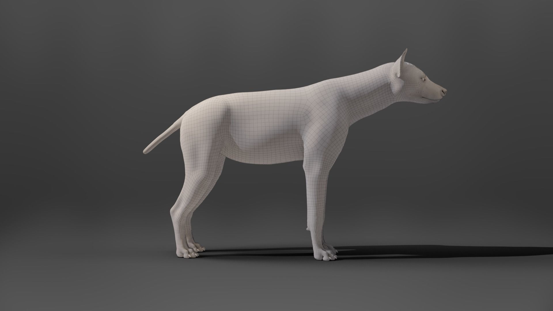 Spotted Hyena Animated 3D model_16