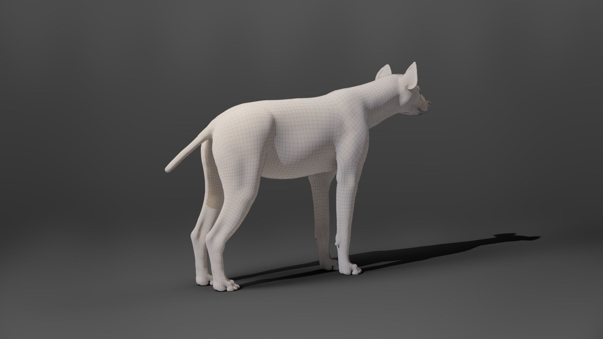 Spotted Hyena Animated 3D model_17
