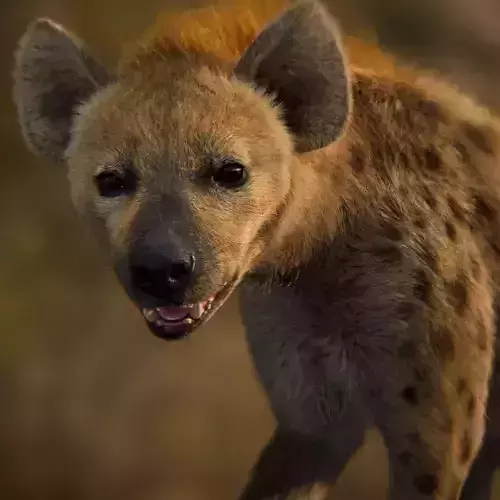 Spotted Hyena Animated 3D model