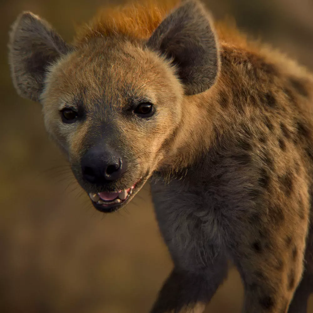 Spotted Hyena Animated 3D model_0