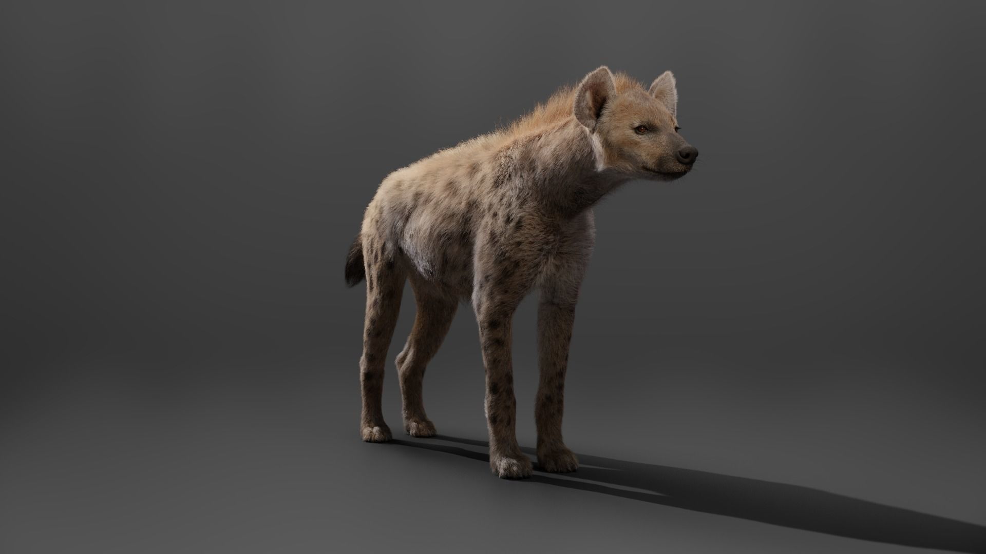 Spotted Hyena Animated 3D model_10