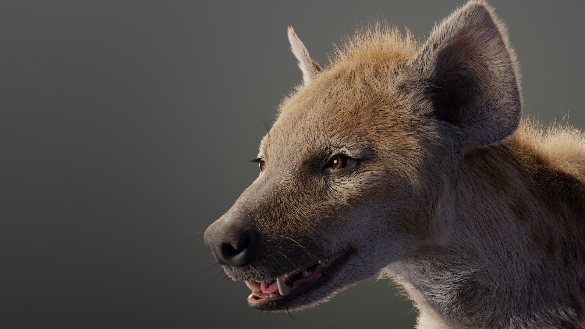 Spotted Hyena Animated 3D model_6