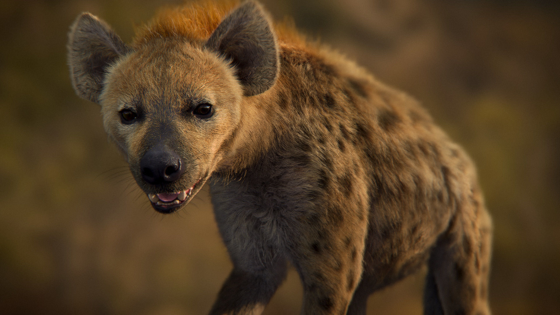 Spotted Hyena Animated 3D model_4