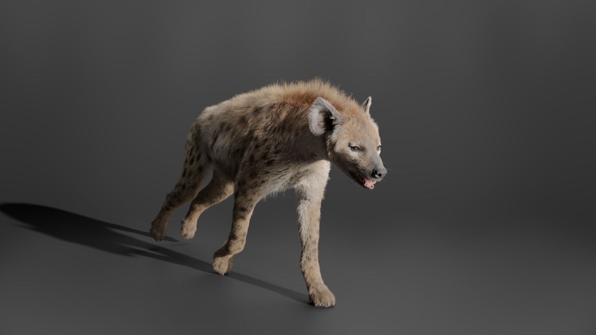 Spotted Hyena Animated 3D model_7