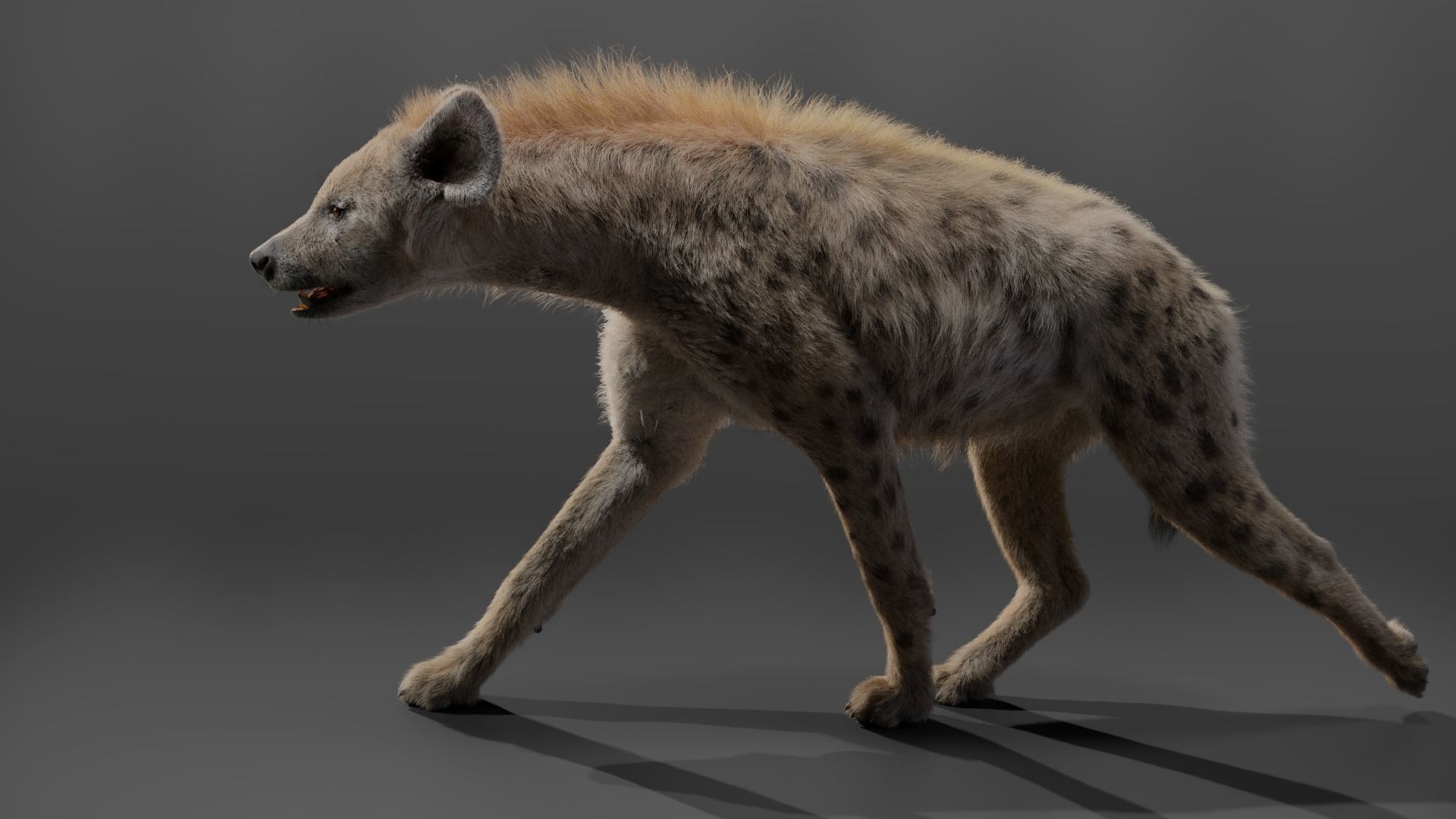 Spotted Hyena Animated 3D model_12